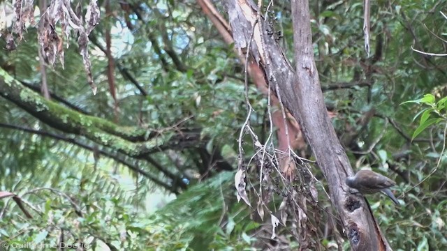 Red-browed Treecreeper - ML340779581