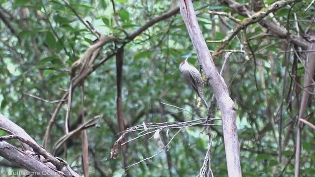 Red-browed Treecreeper - ML340779741