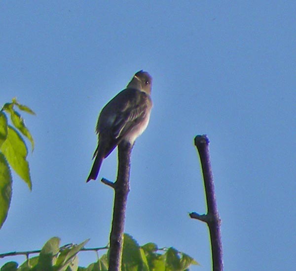 Eastern Phoebe - David Zmoda