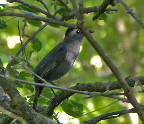 Gray Catbird - ML340780411