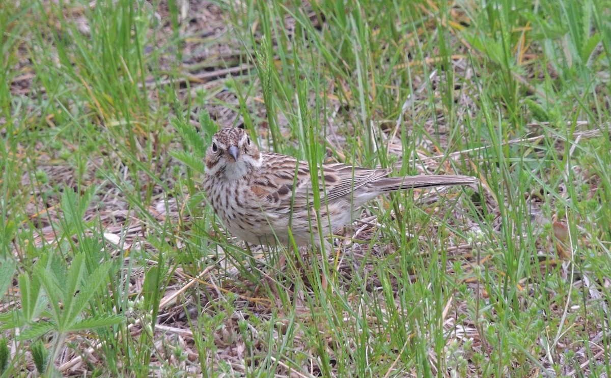 Vesper Sparrow - ML340780691