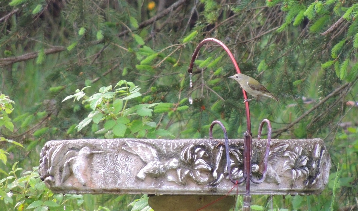 Tennessee Warbler - ML340780731