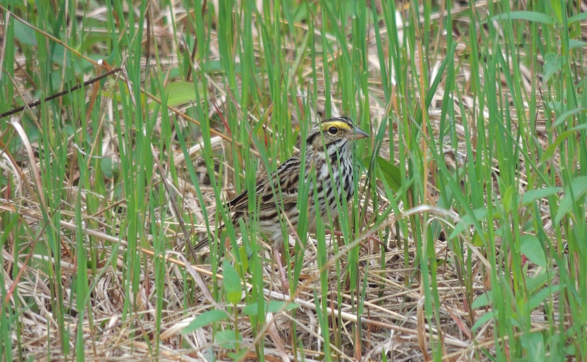 Savannah Sparrow - ML340780751