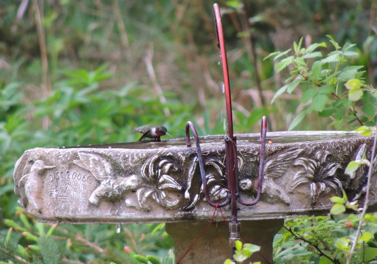 Ruby-throated Hummingbird - ML340780861