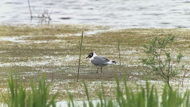 Mouette de Franklin - ML340783681