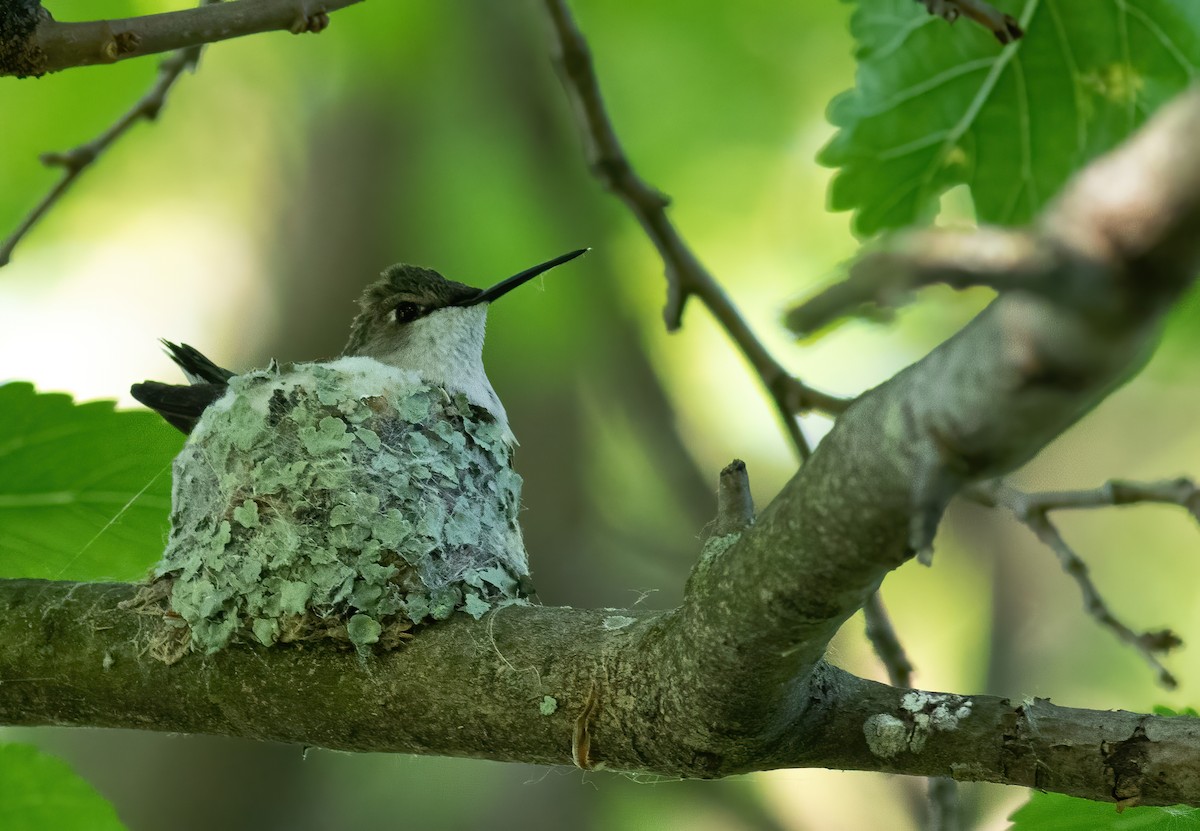 Ruby-throated Hummingbird - George Armistead | Hillstar Nature