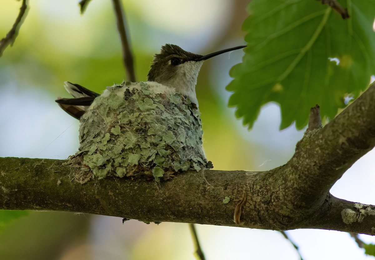 Ruby-throated Hummingbird - George Armistead | Hillstar Nature