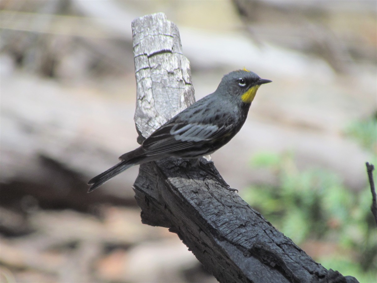 Yellow-rumped Warbler (Audubon's) - ML340783801