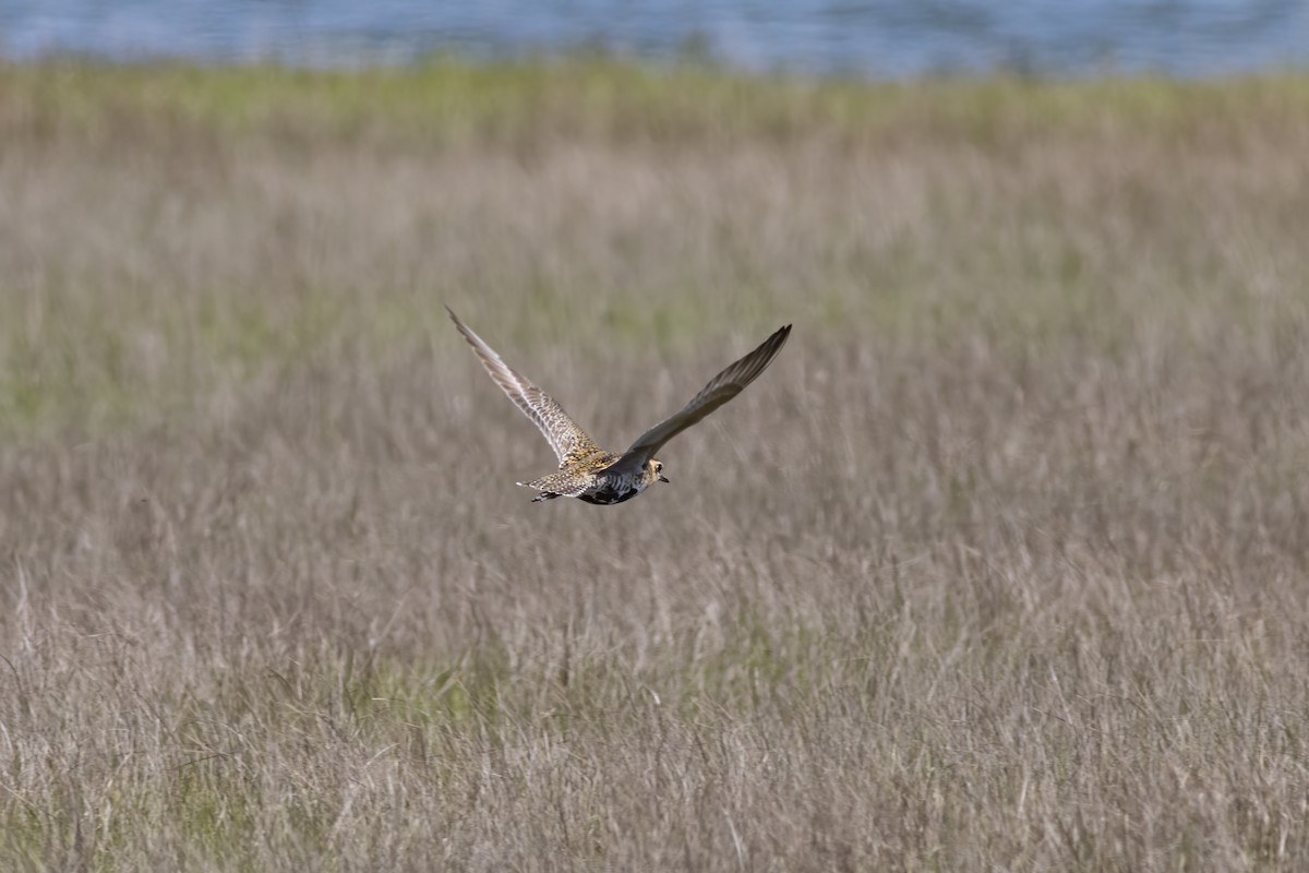 Pacific Golden-Plover - Samuel Paul Galick