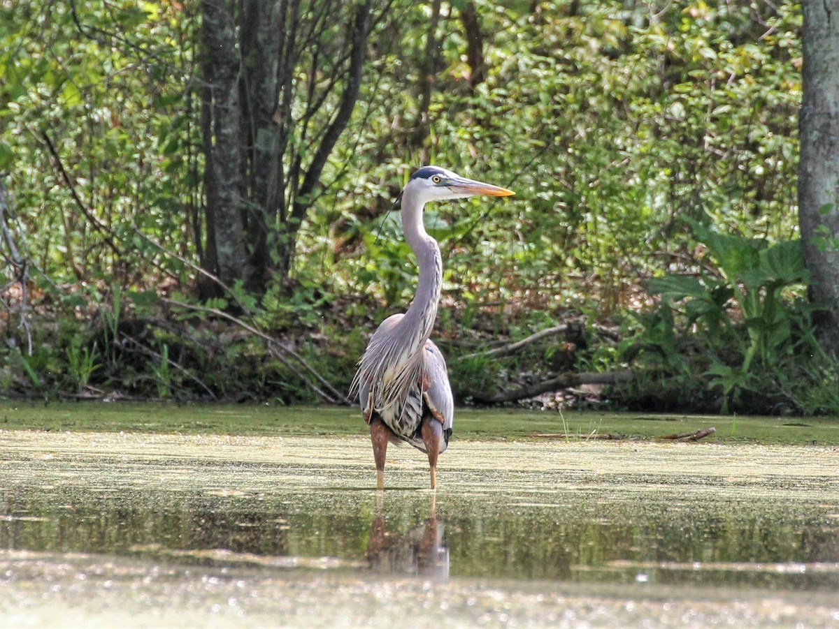 Great Blue Heron - ML340784991