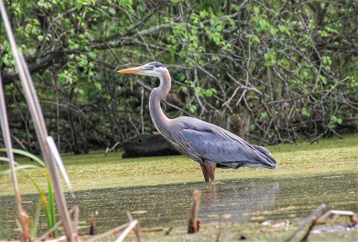 Great Blue Heron - ML340785031