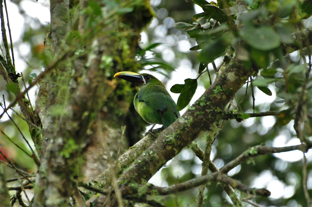 Southern Emerald-Toucanet - ML340785671