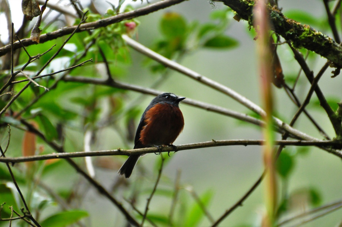 Chestnut-bellied Chat-Tyrant - Sebastián Pérez-Peña