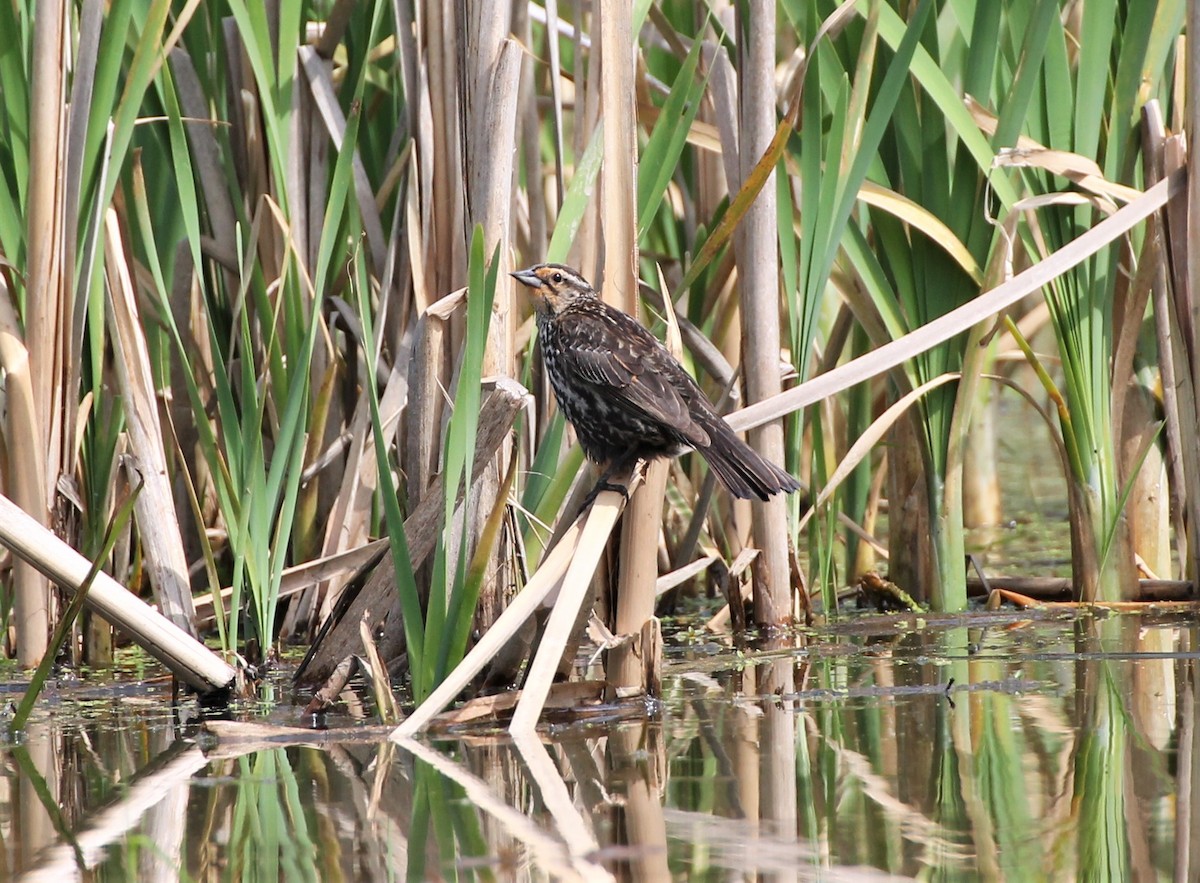 Red-winged Blackbird - ML340786301