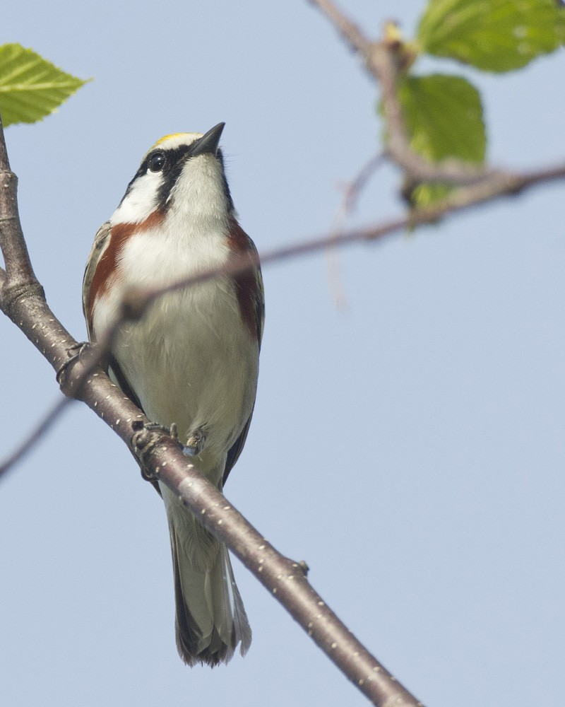 Chestnut-sided Warbler - pierre martin