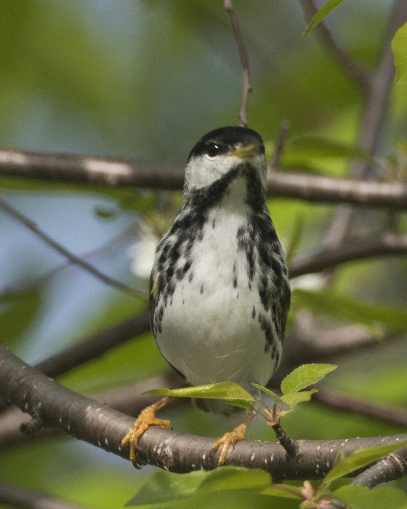 Blackpoll Warbler - ML340786381