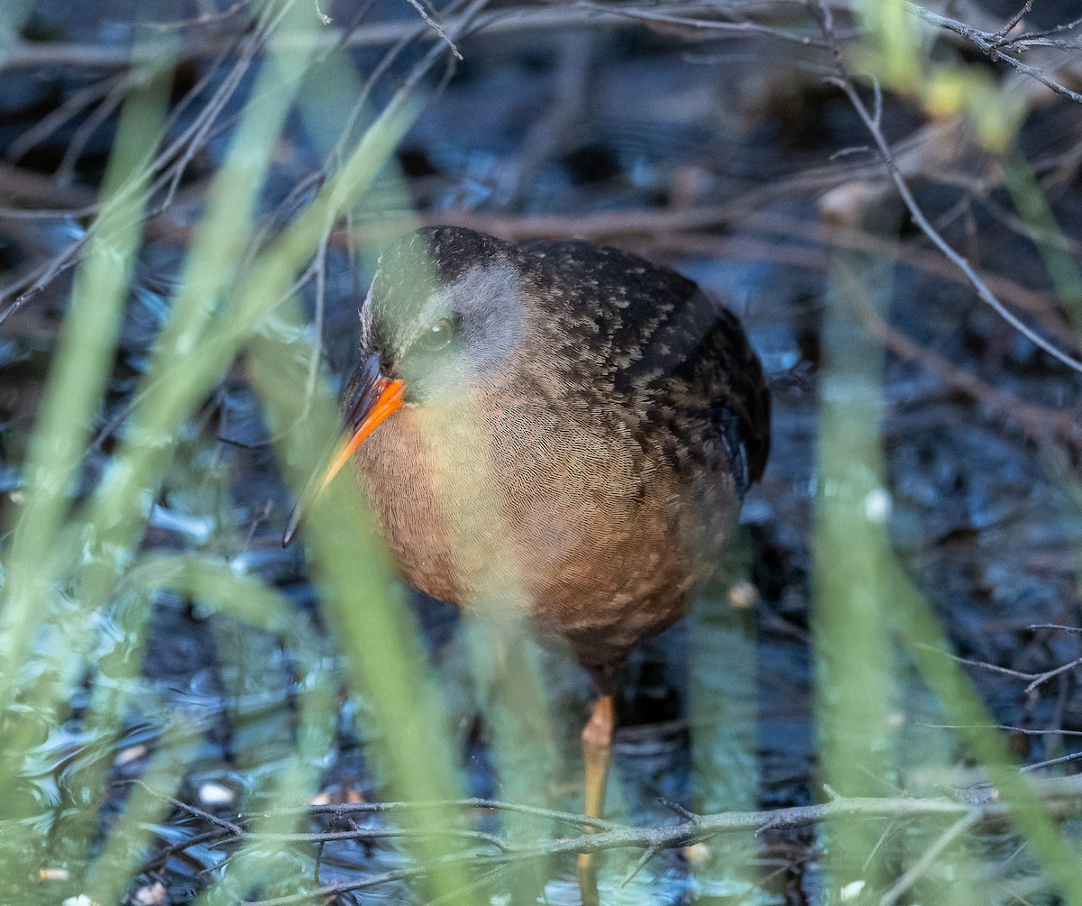 Virginia Rail - Cindy Kindle