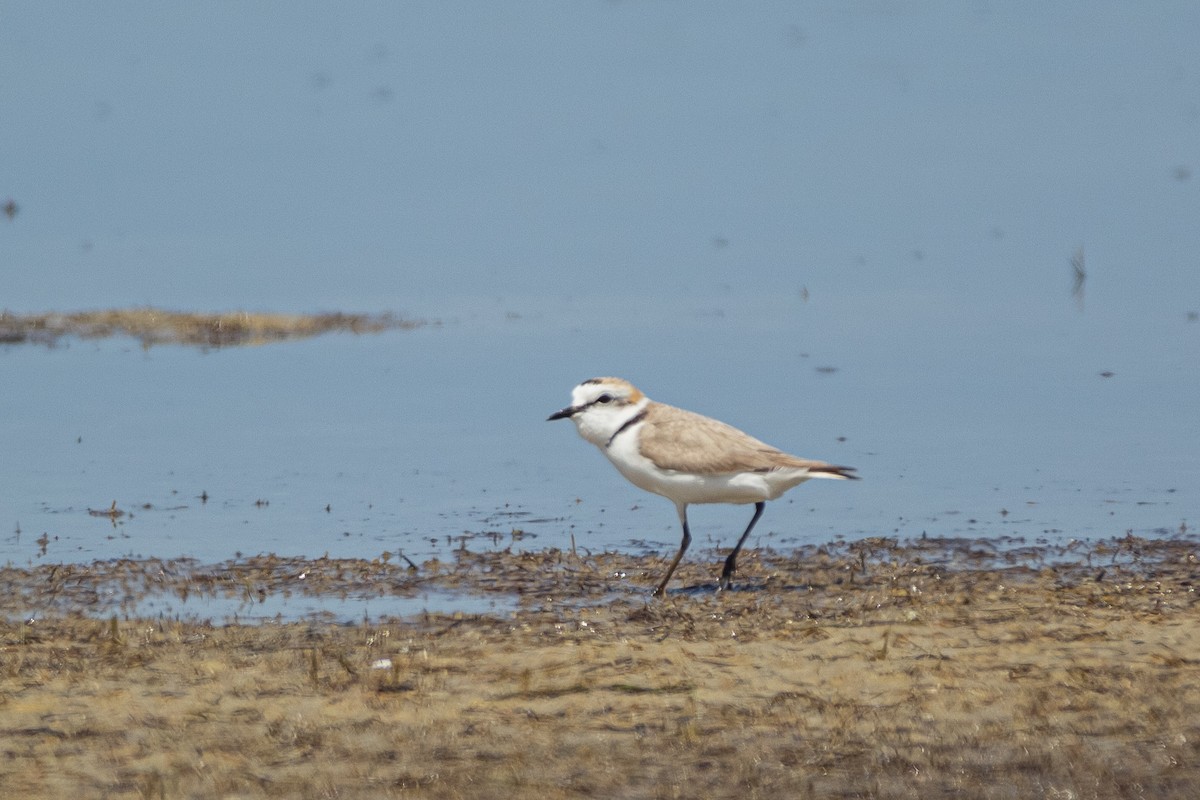 Kentish Plover - Birding Azerbaijan Team