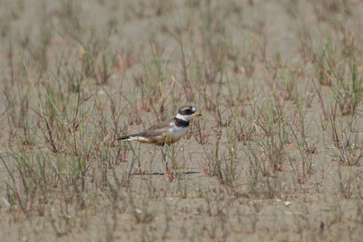 Common Ringed Plover - ML340787611