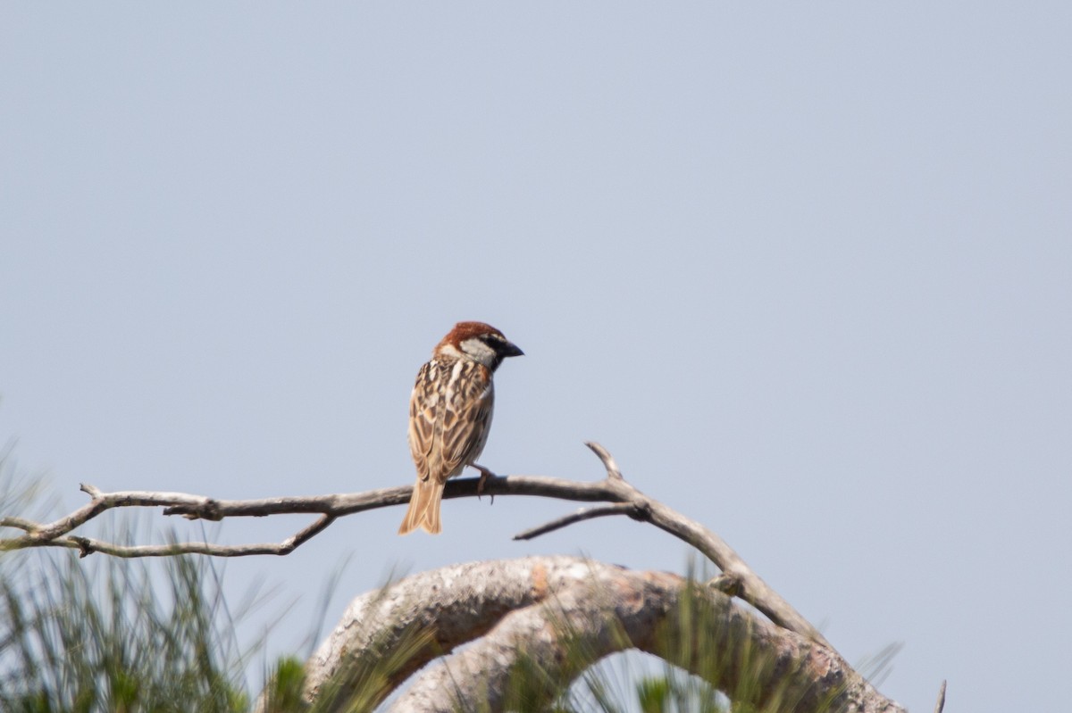 Spanish Sparrow - ML340788111