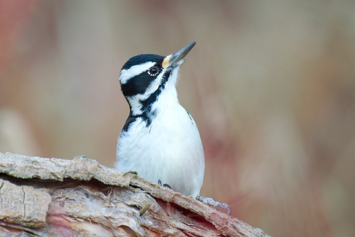 Hairy Woodpecker - ML340788191