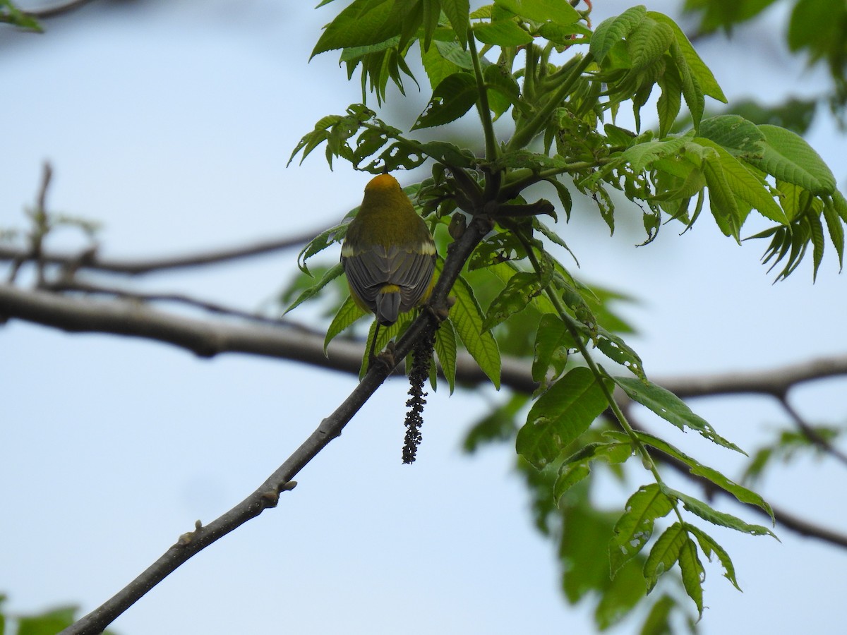 Blue-winged Warbler - Mary McKitrick