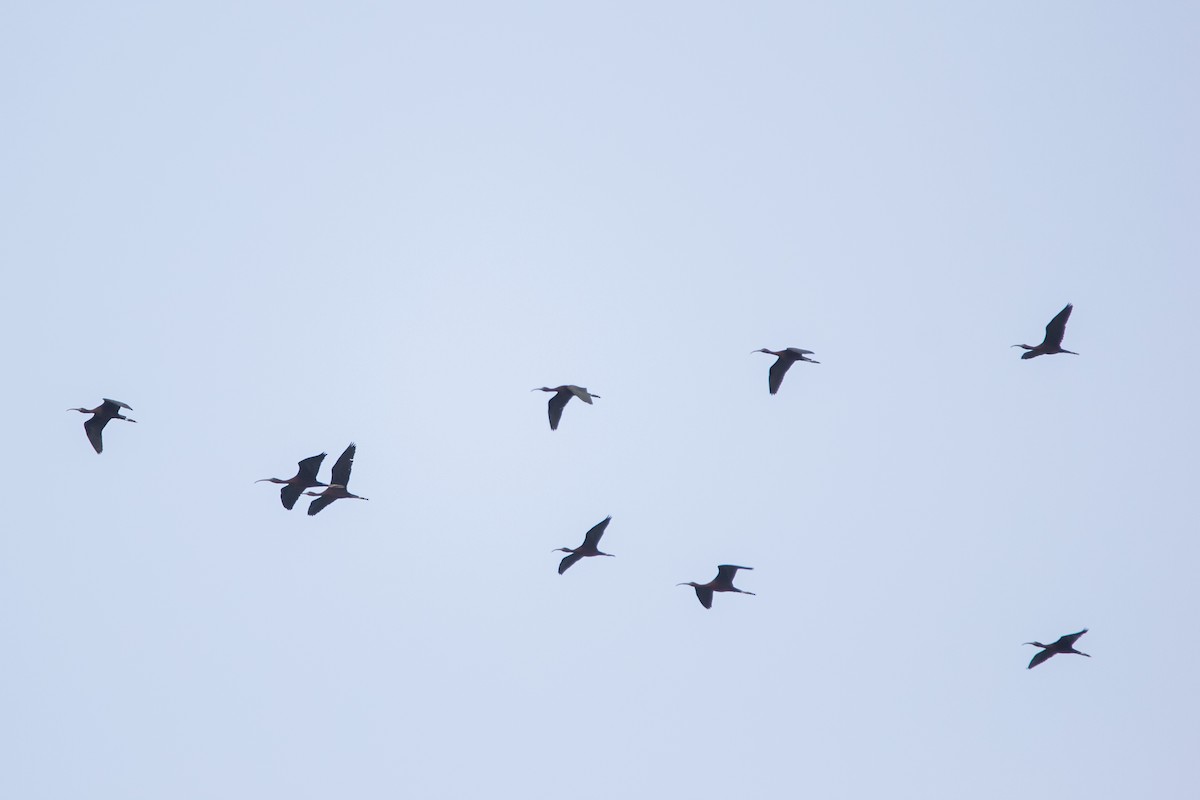 Glossy Ibis - ML340789441