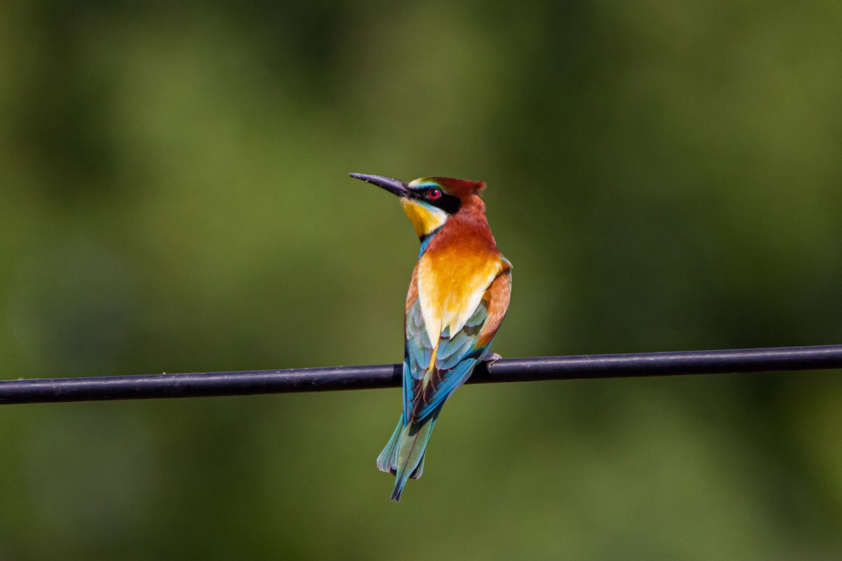 European Bee-eater - ML340789921