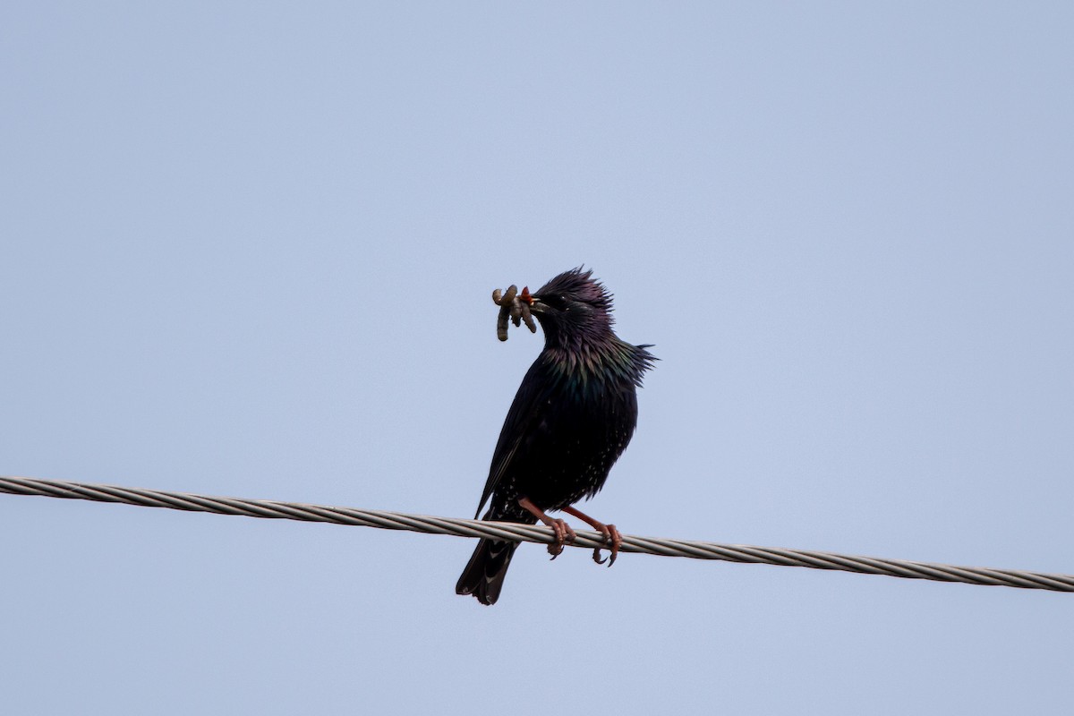 European Starling - ML340790031