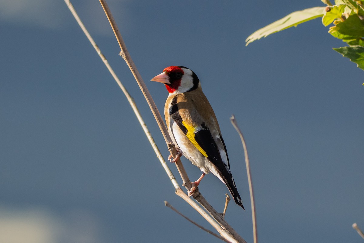 European Goldfinch - ML340790061