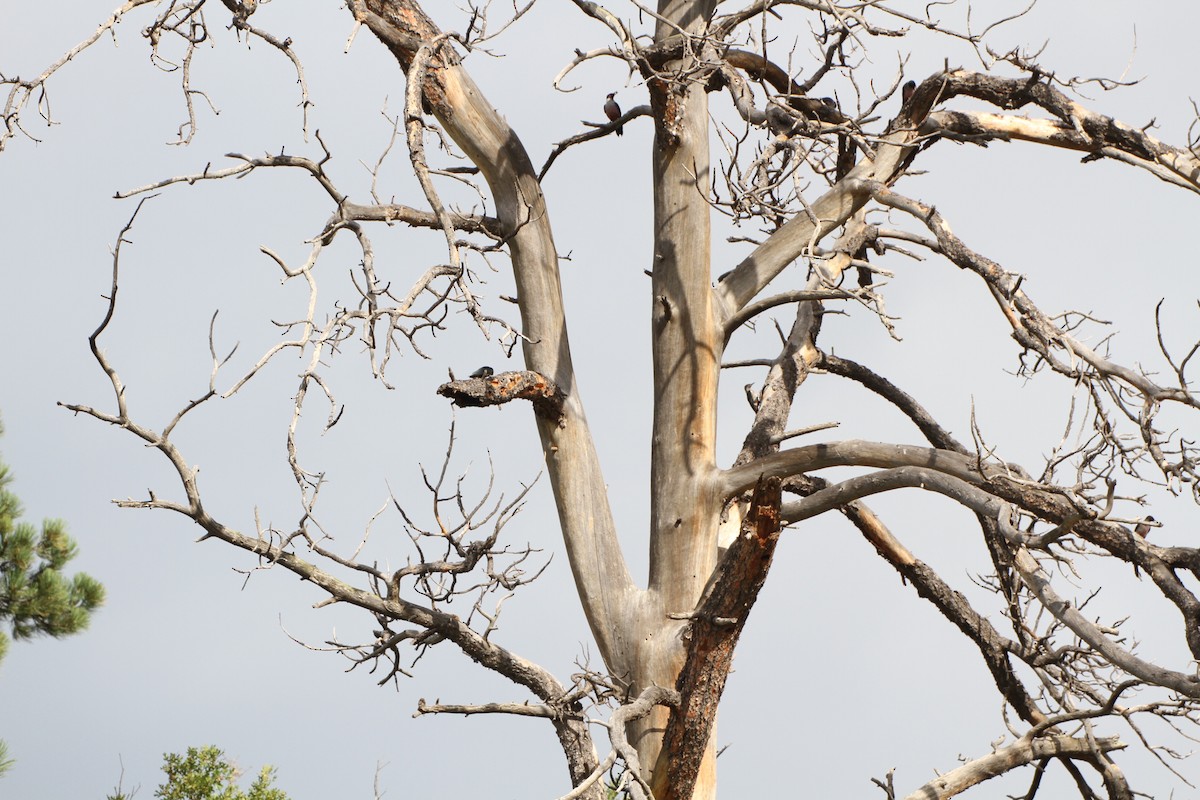 Lewis's Woodpecker - ML34079131