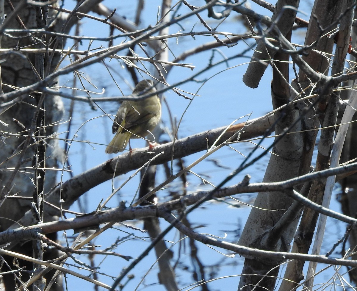 Common Yellowthroat - ML340795041