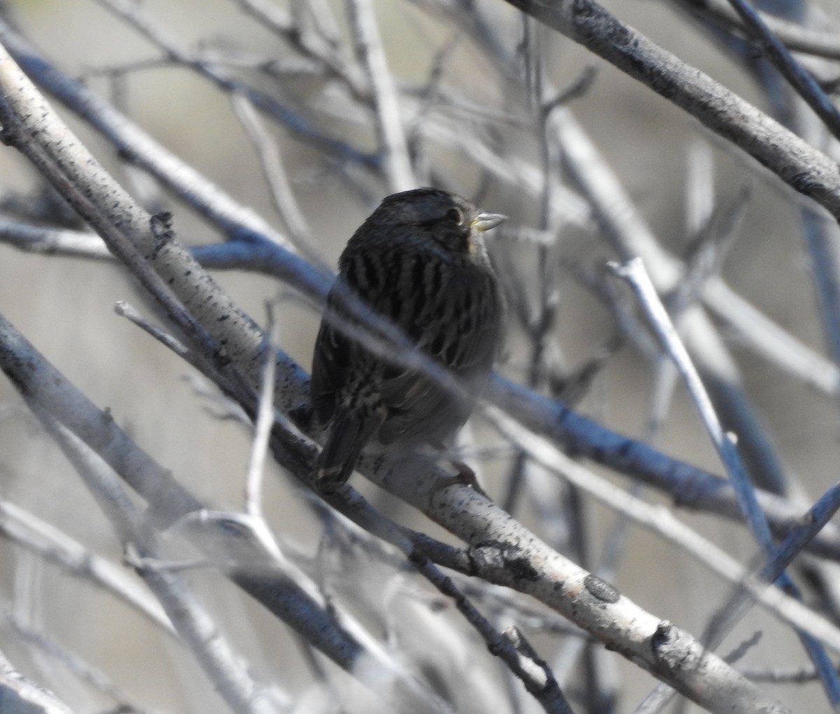 Lincoln's Sparrow - ML340795201