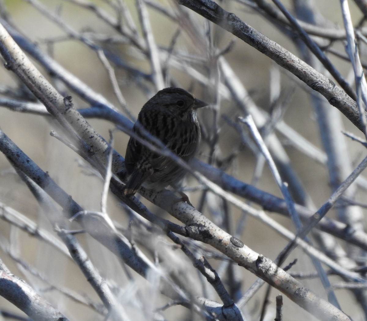 Lincoln's Sparrow - ML340795241