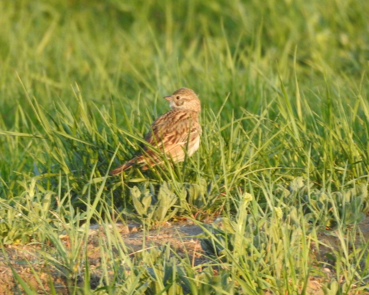 Vesper Sparrow - ML340795361