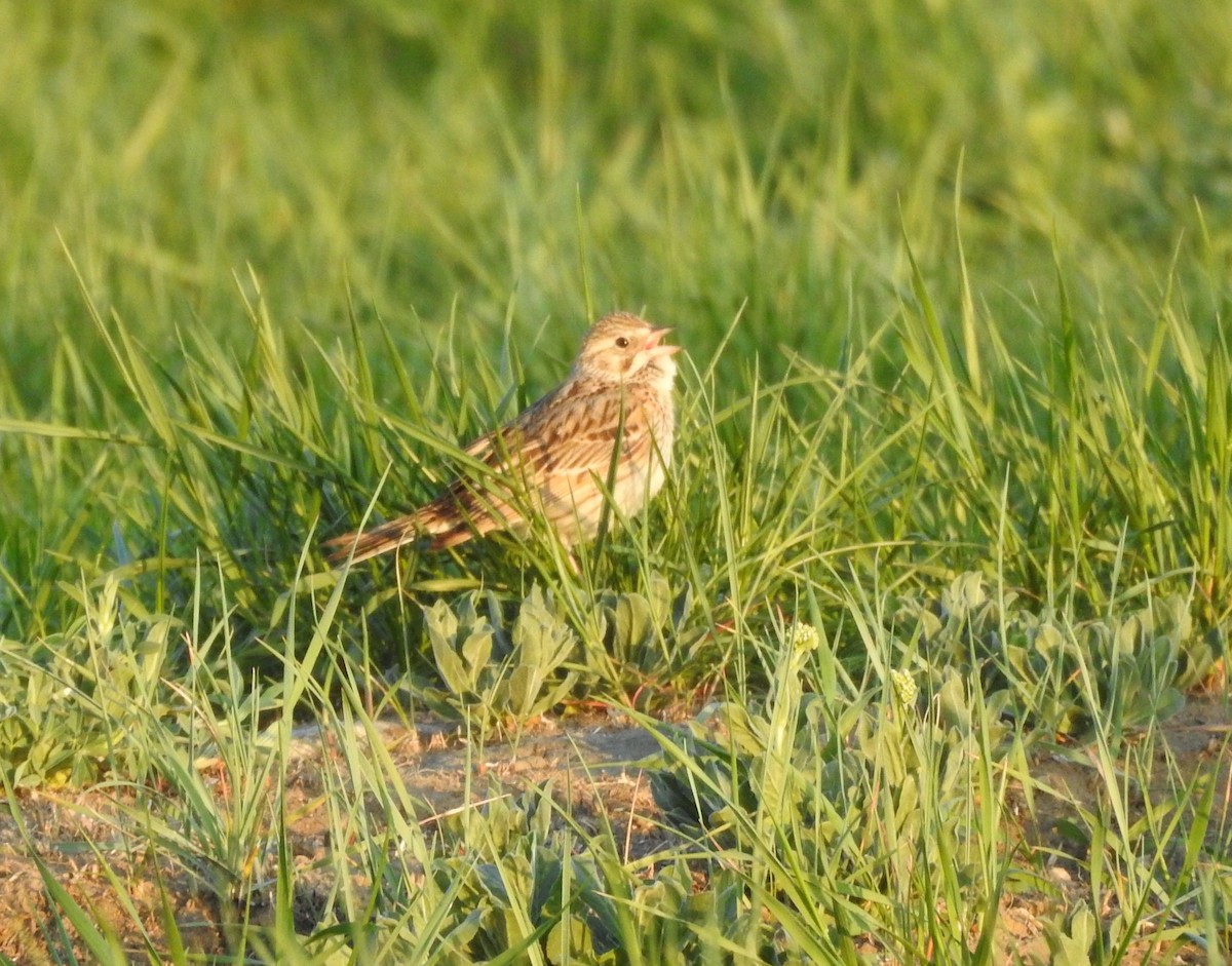 Vesper Sparrow - ML340795401