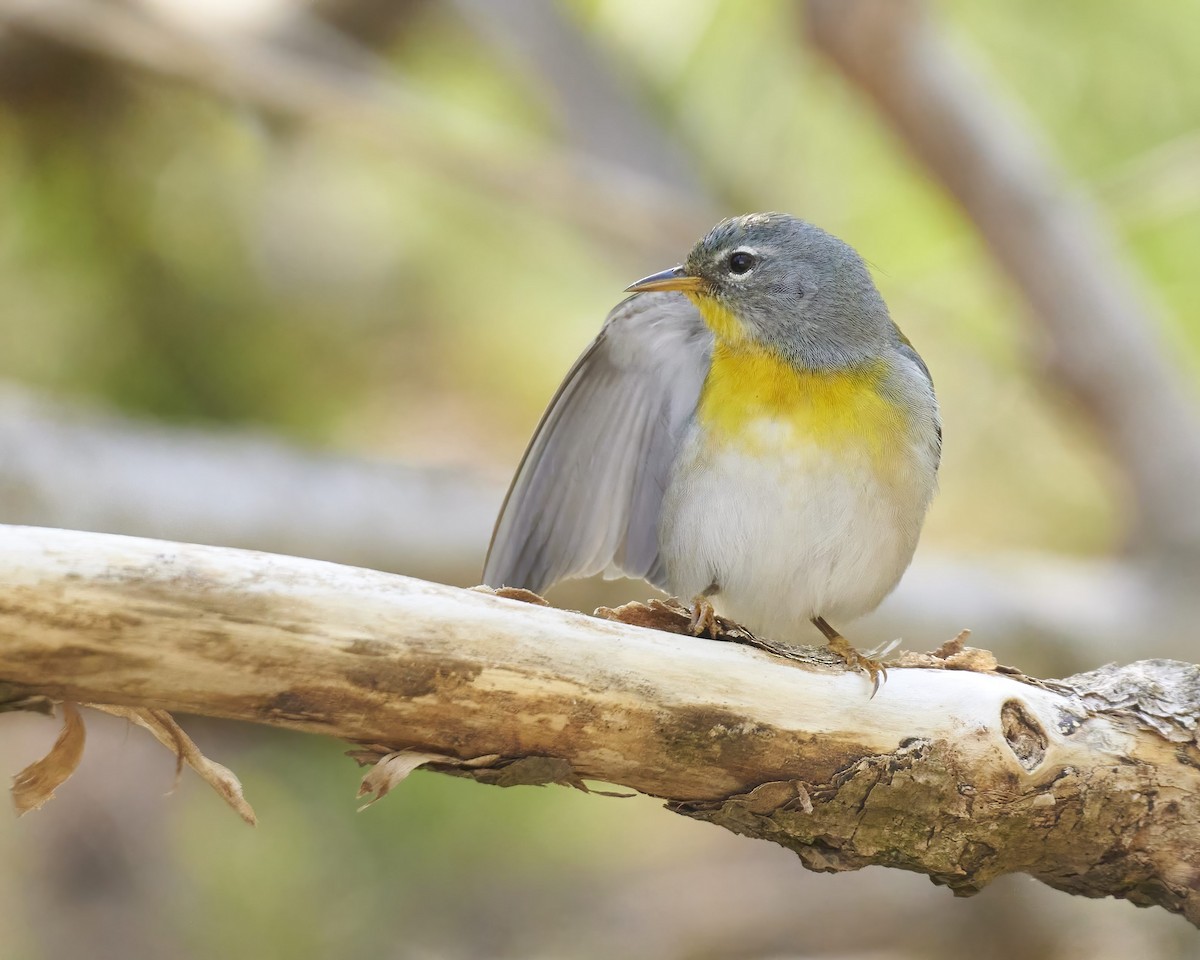 Northern Parula - ML340796391