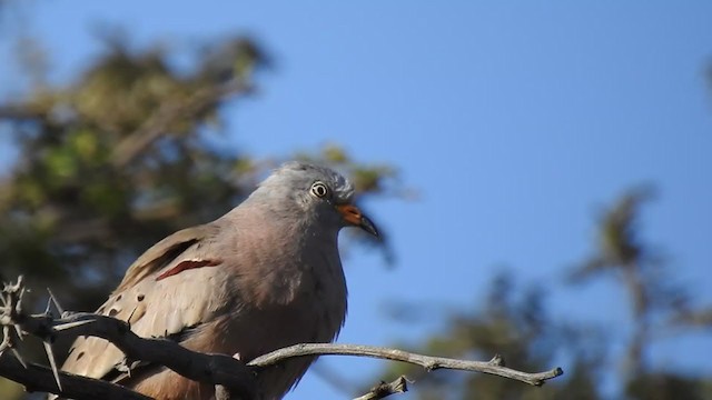 Croaking Ground Dove - ML340799431