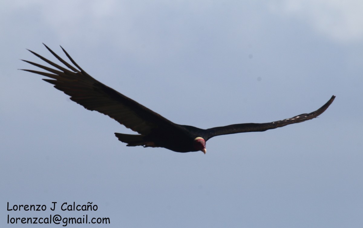 Turkey Vulture - ML340799731