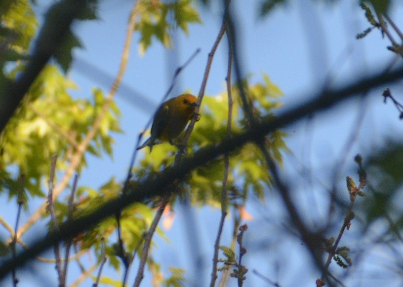 Prothonotary Warbler - ML340800341