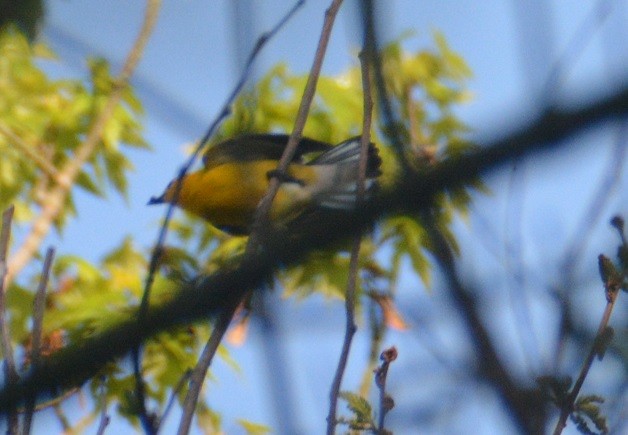 Prothonotary Warbler - ML340800361