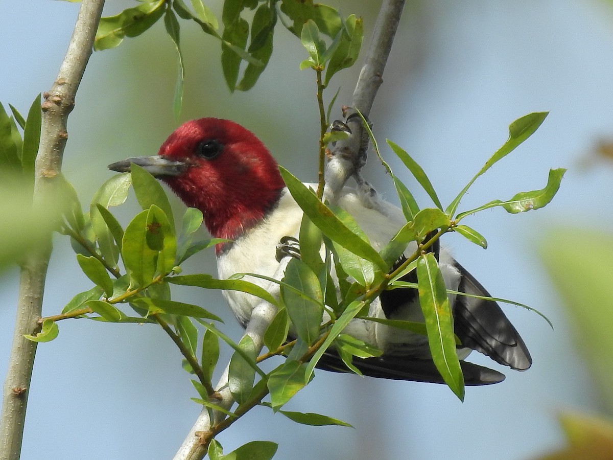 Red-headed Woodpecker - ML340801021