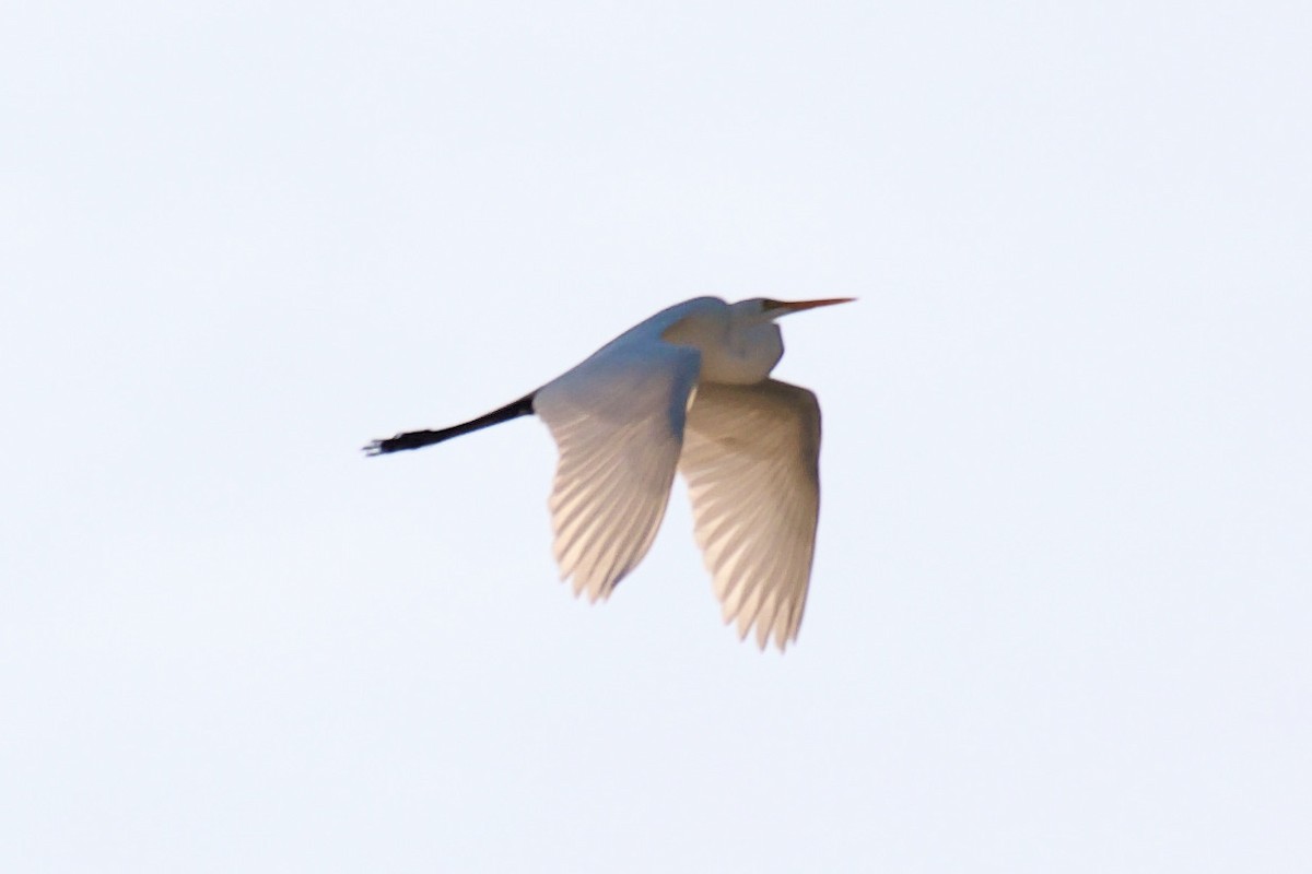 Great Egret - ML340801981