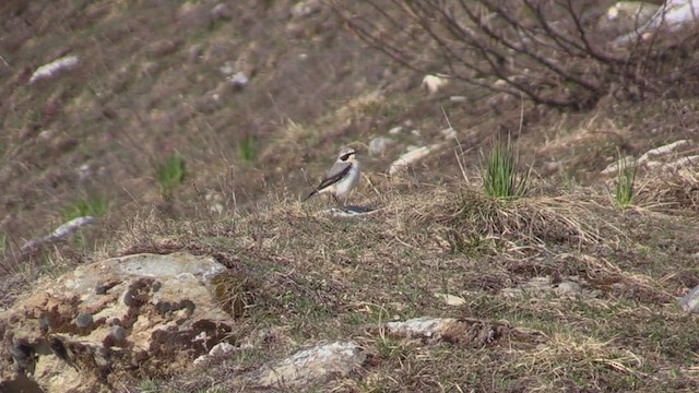 Northern Wheatear - ML340802341