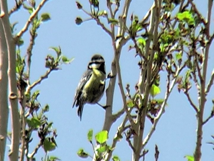 Mésange nord-africaine - ML340802361