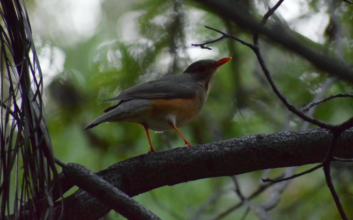 Kurrichane Thrush - ML340802401