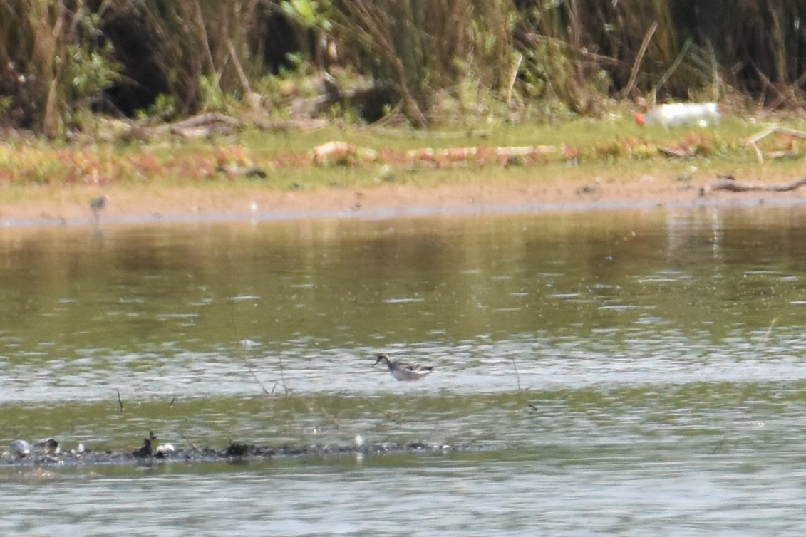 Red-necked Phalarope - ML340802591