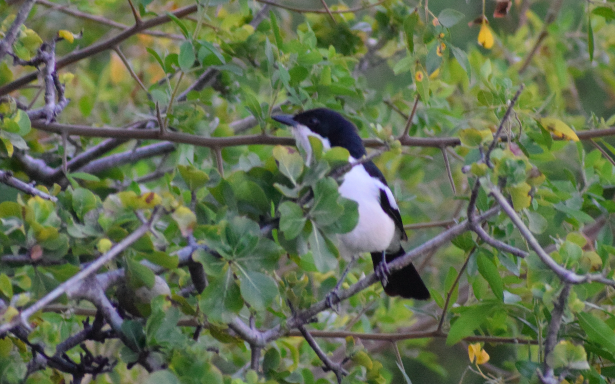 Gabon Boubou (Okavango) - ML340802601
