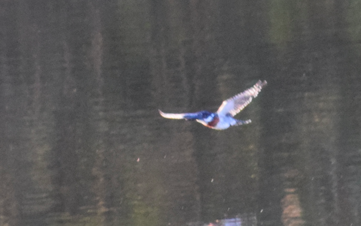 Giant Kingfisher - ML340802631