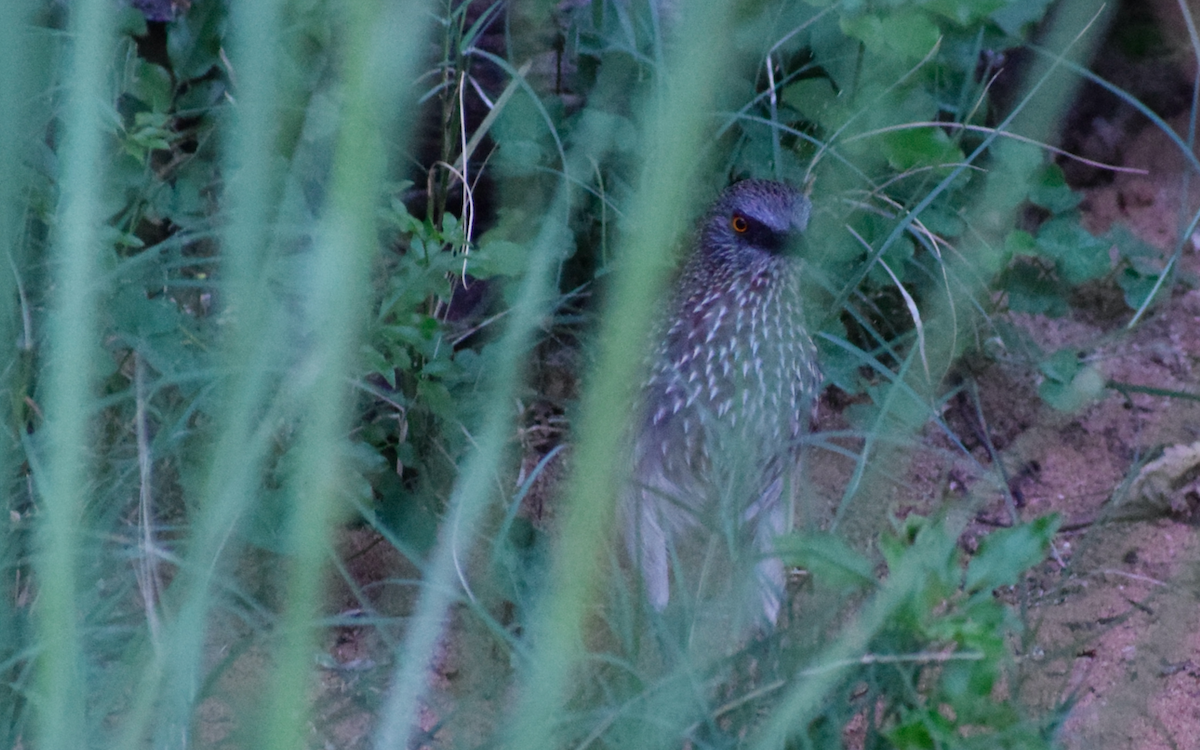 Arrow-marked Babbler - ML340802681